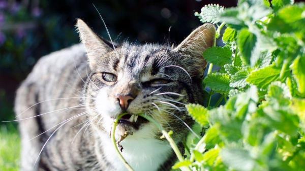Plantas para gatos que cuidam da saúde - Menta para gatos: o aroma que o deixa louco