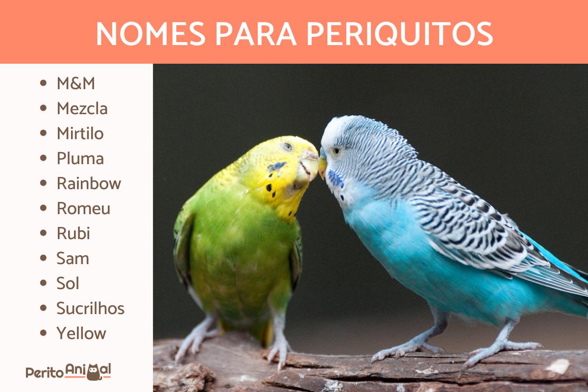 Nomes para periquitos
