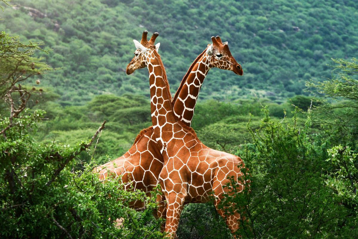 Onde as girafas vivem?