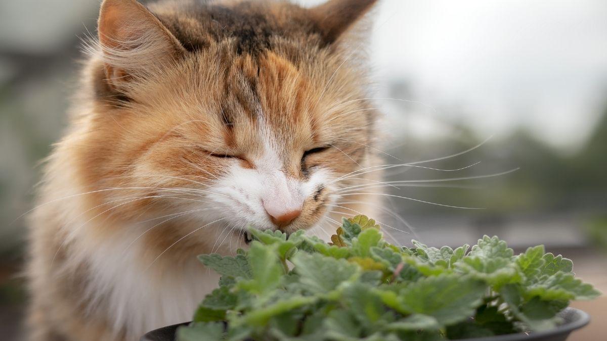 Plantas para gatos que cuidam da saúde