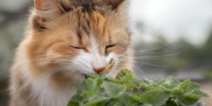 Plantas para gatos que cuidam da saúde