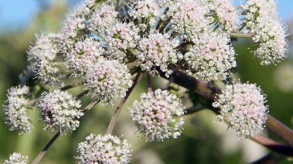 Plantas para gatos que cuidam da saúde - Valeriana: o segredo para um gato relaxado e feliz