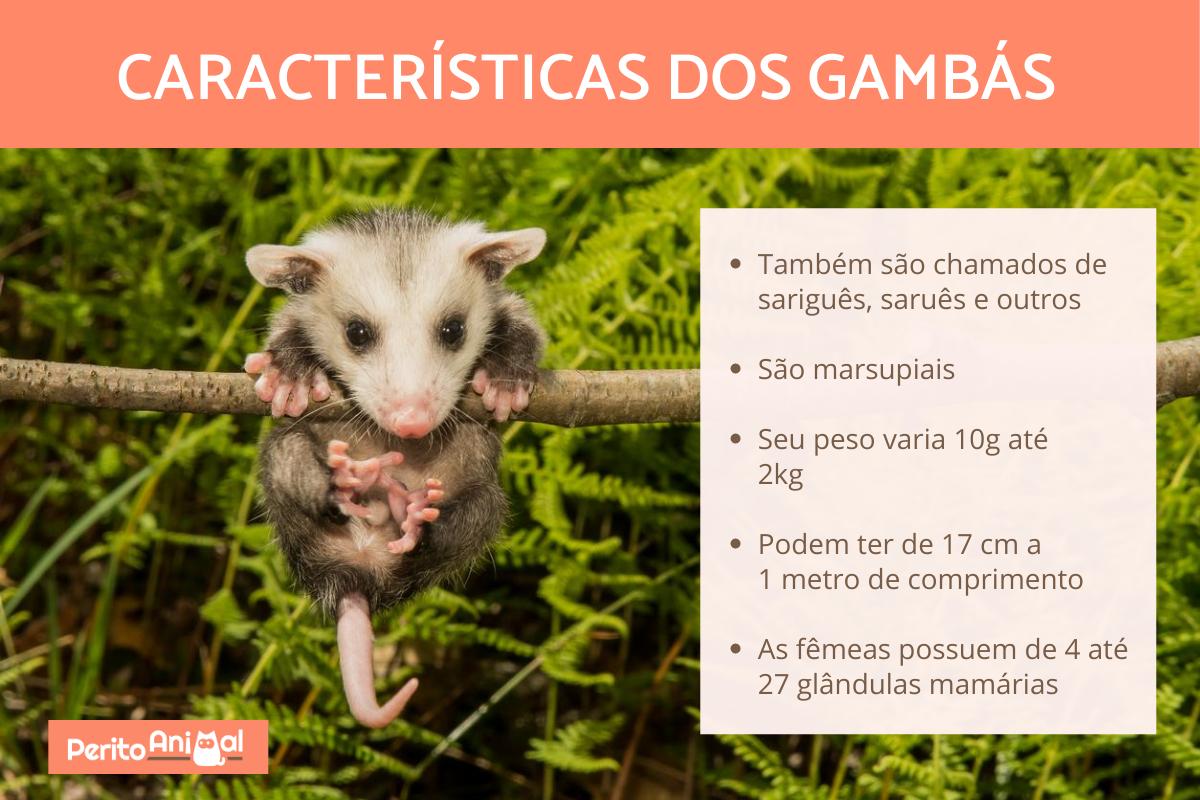 Gambás - Tipos, características, alimentação e habitat