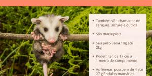 Gambás - Tipos, características, alimentação e habitat