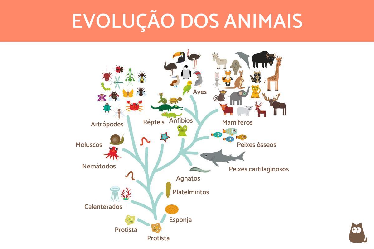 Origem e evolução dos animais