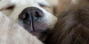 6 motivos pelos quais o seu cachorro dorme com você