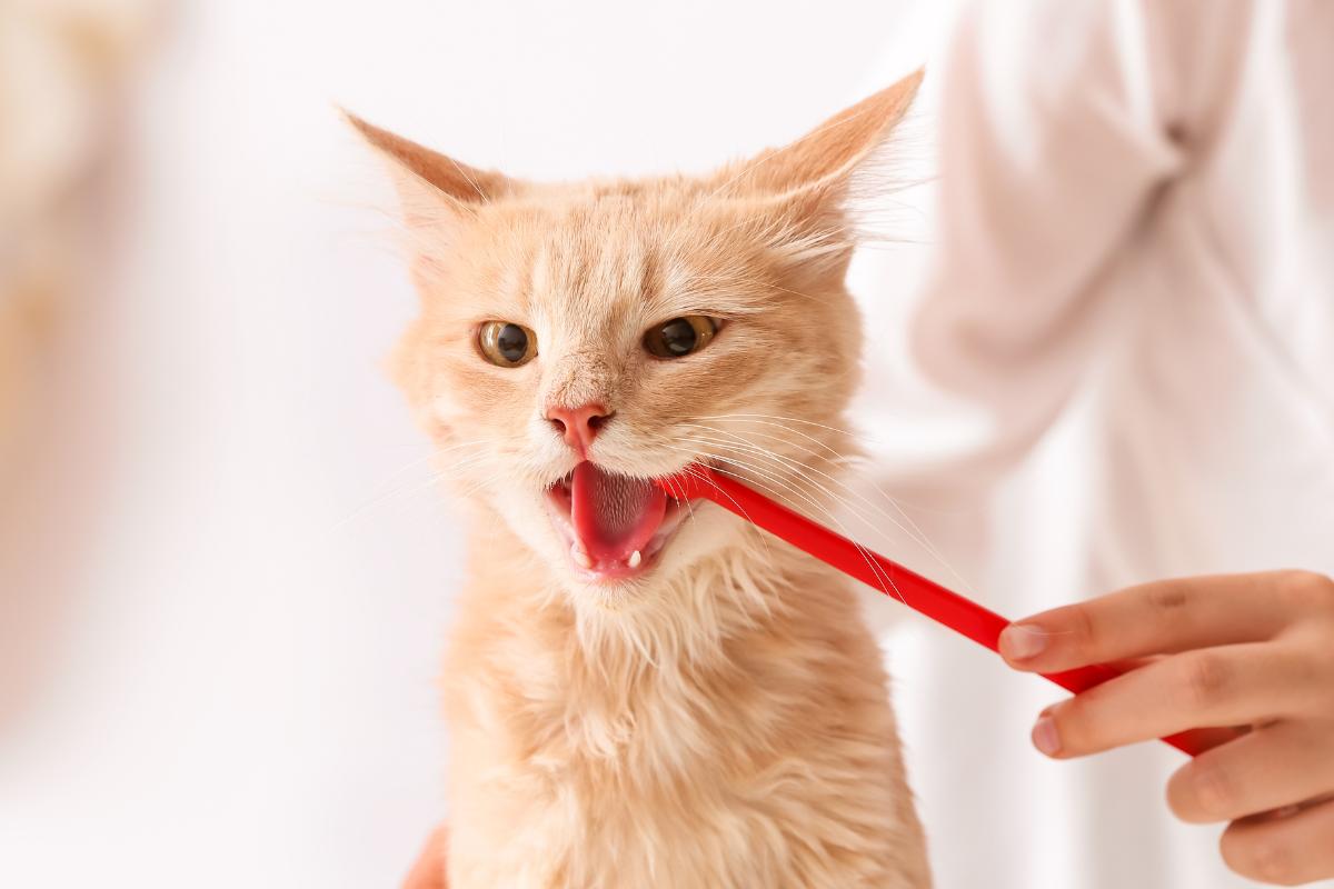 Dicas para tirar o tártaro nos gatos