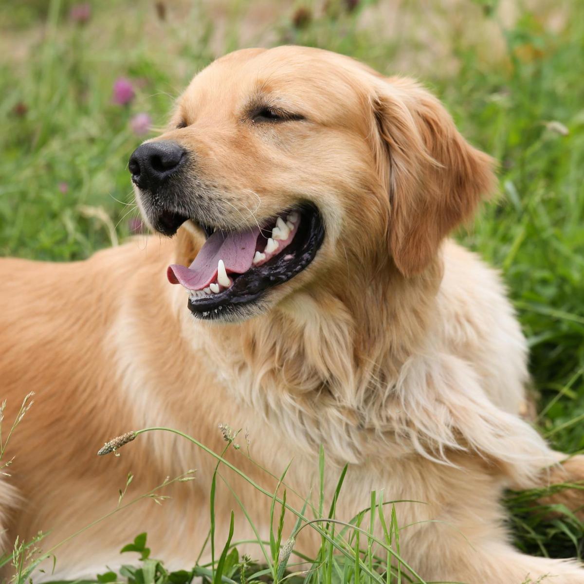 Perguntas frequentes sobre o Golden Retriever