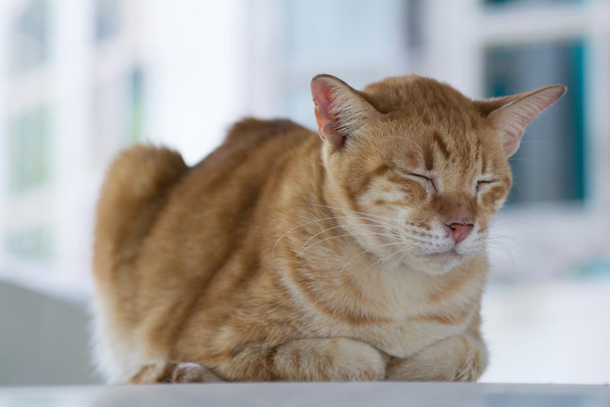 Como saber se um gato está com febre sem termômetro?