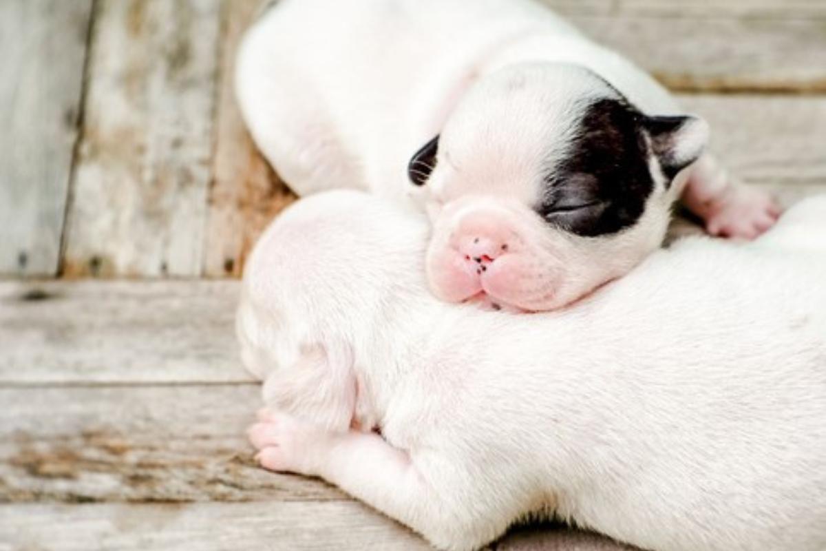 Fenda palatina em cães - Causas e cirurgia