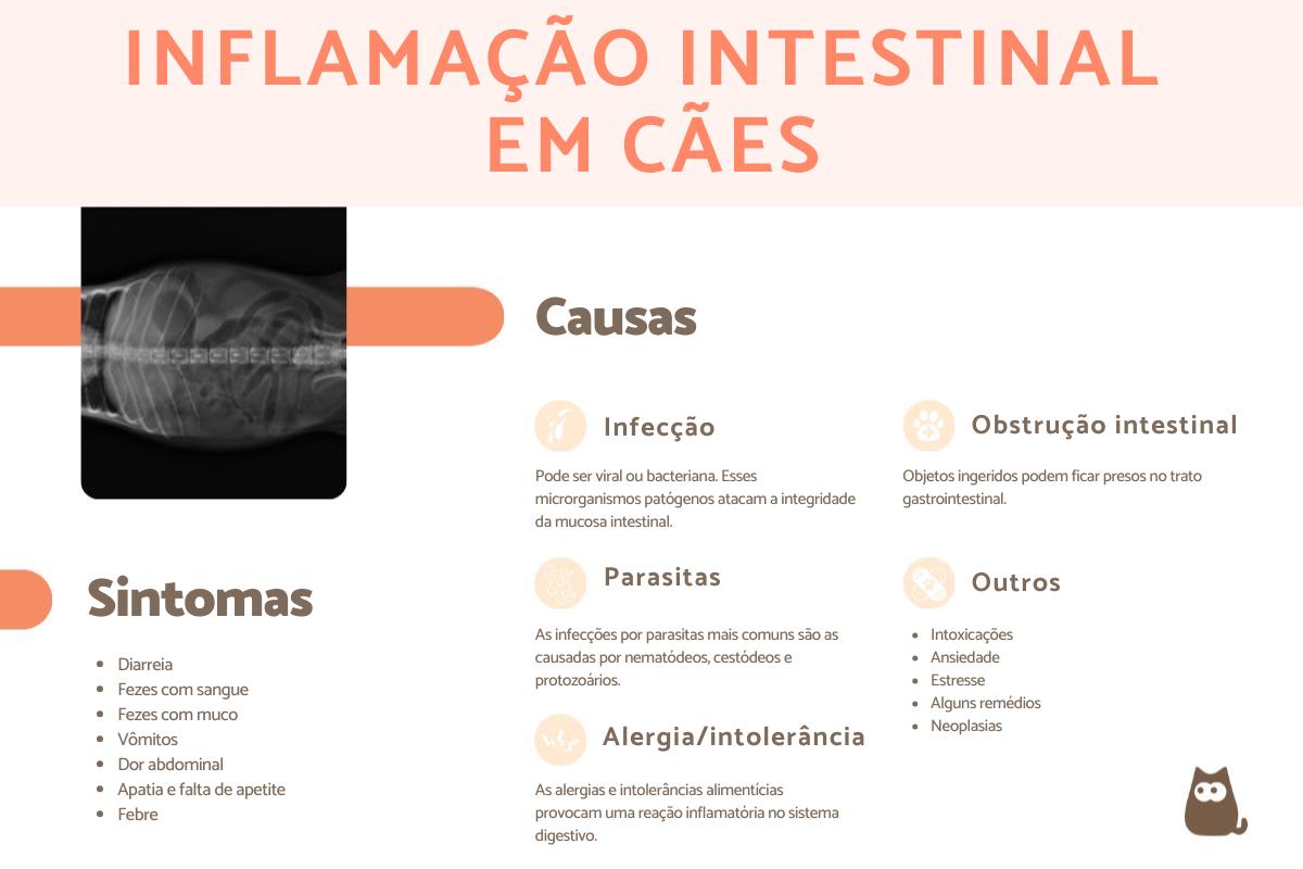 Inflamação intestinal em cães: sintomas, causas e tratamentos