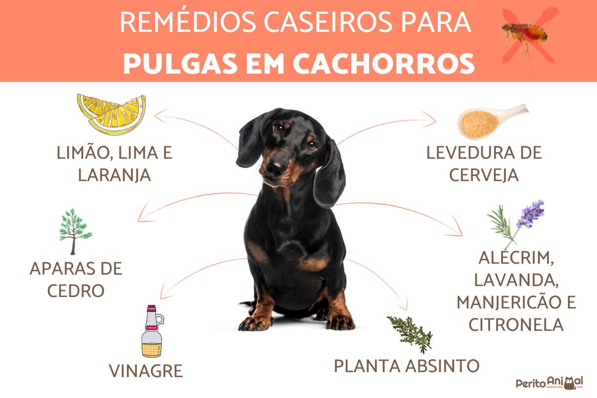 Remédio caseiro para matar pulgas no cão