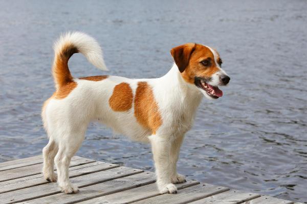 Raças de cães que começam com a letra J - Jack russell terrier