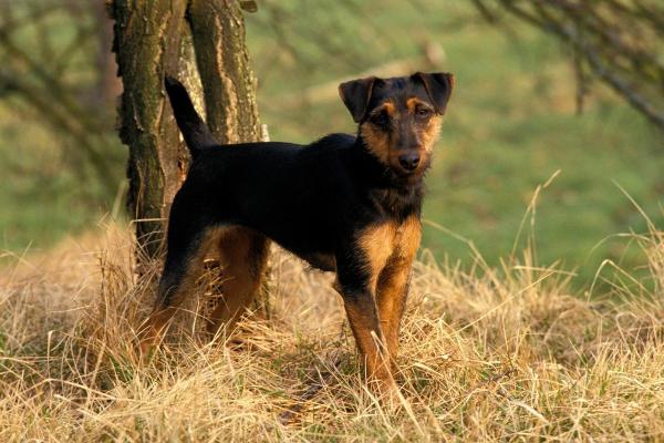 Raças de cães que começam com a letra J - Jagd terrier