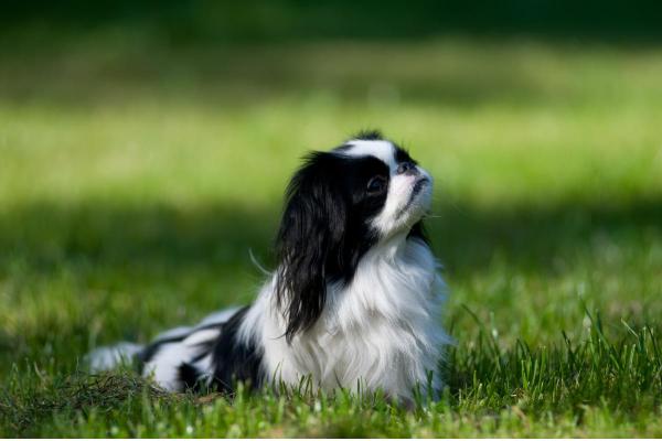 Raças de cães que começam com a letra J - Japanese spaniel
