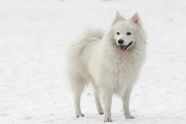 Raças de cães que começam com a letra J - Japanese spitz