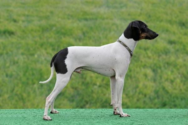 Raças de cães que começam com a letra J - Japanese terrier