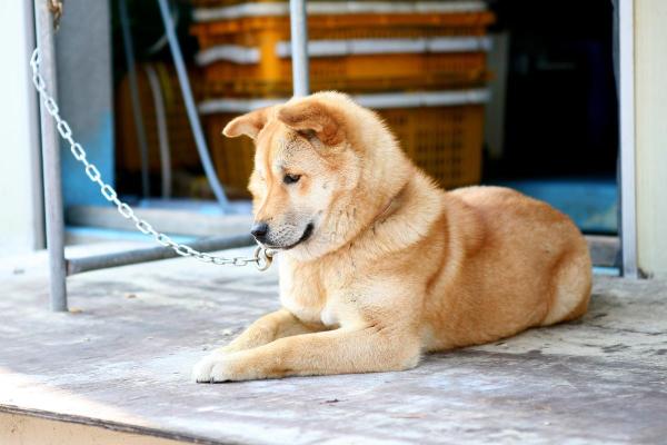 Raças de cães que começam com a letra J - Jindo