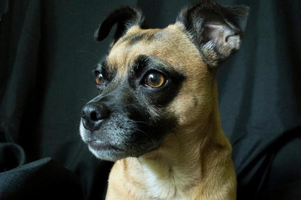 Raças de cães que começam com a letra J - Jug