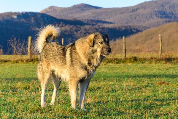 Raças de cães que começam com a letra J - Jugoslawischer hirtenhund-sarplaninac