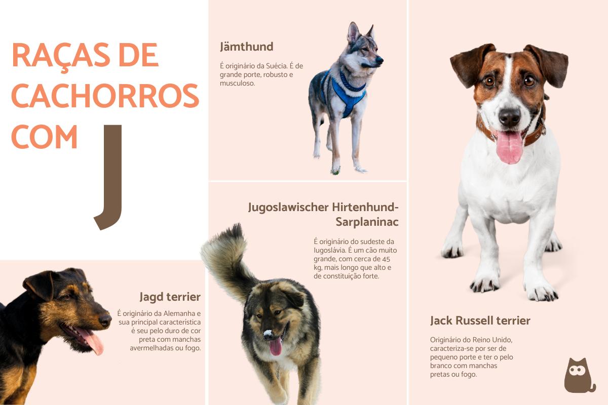 Raças de cães que começam com a letra J