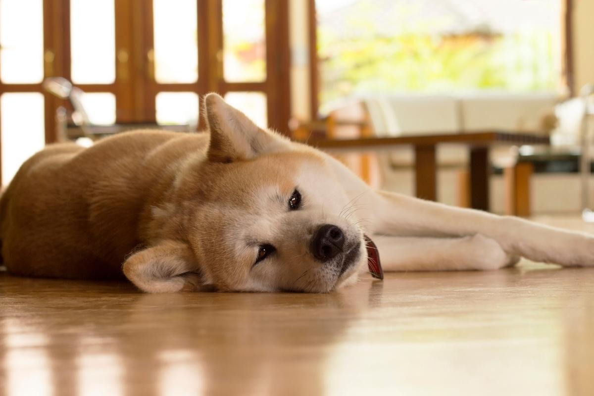 Meu cachorro parou de andar de repente - Causas e o que fazer