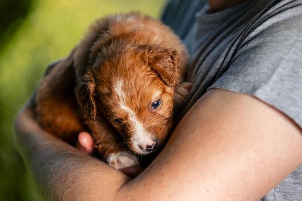 Quantas vacinas o cachorro tem que tomar para poder passear? - Posso levar meu filhote de 2 meses no colo para passear?