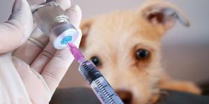 Quantas vacinas o cachorro tem que tomar para poder passear?