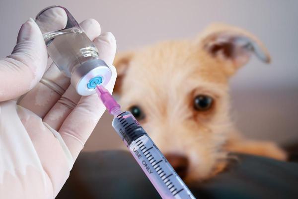 Quantas vacinas o cachorro tem que tomar para poder passear?