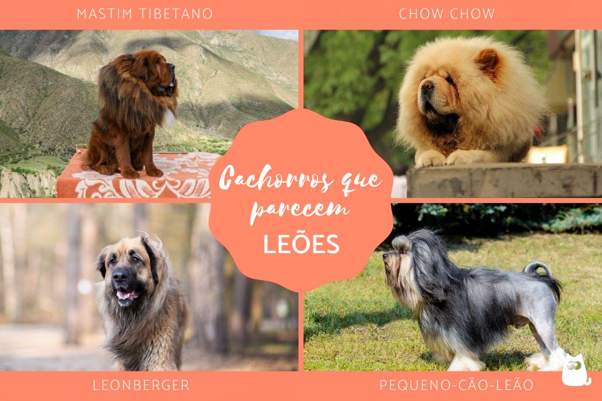 Raças de cachorros que parecem leões