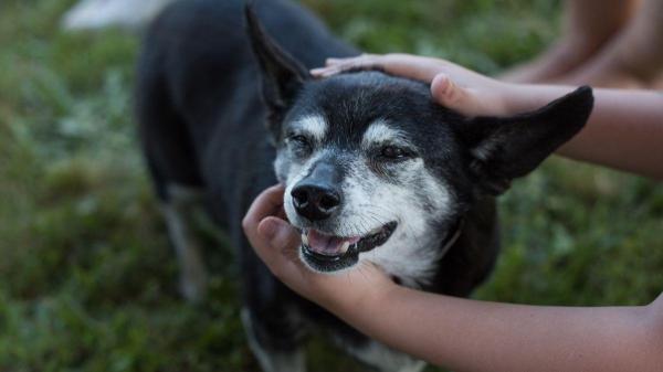 Luto pelo pet: como se despedir do seu melhor amigo - A mudança para uma sociedade mais empática: o respeito ao luto por animais
