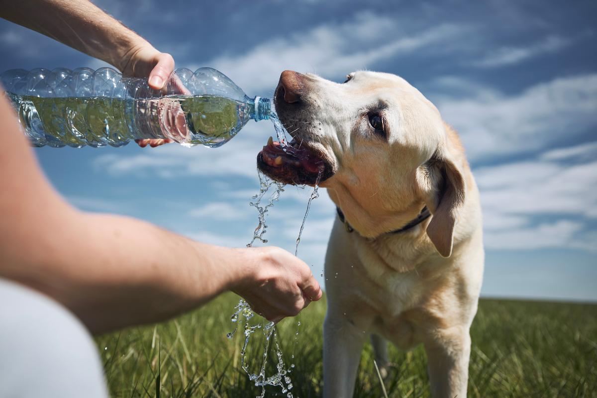 Como fazer o cachorro beber água?
