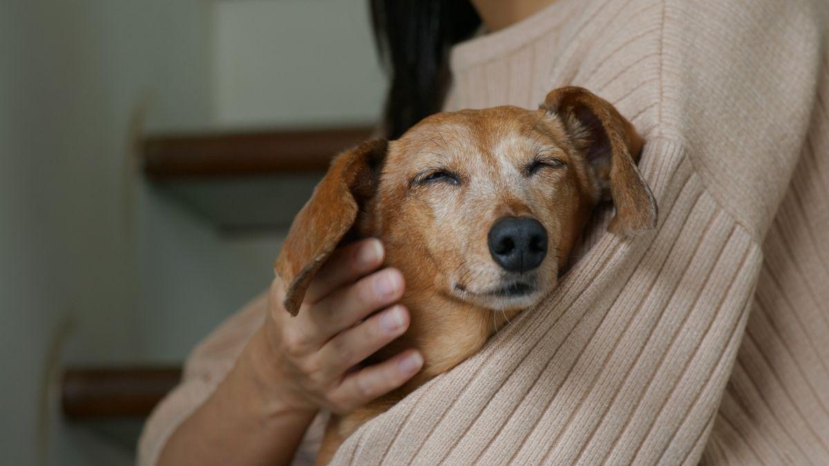 Luto pelo pet: como se despedir do seu melhor amigo