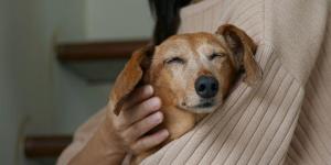 Luto pelo pet: como se despedir do seu melhor amigo