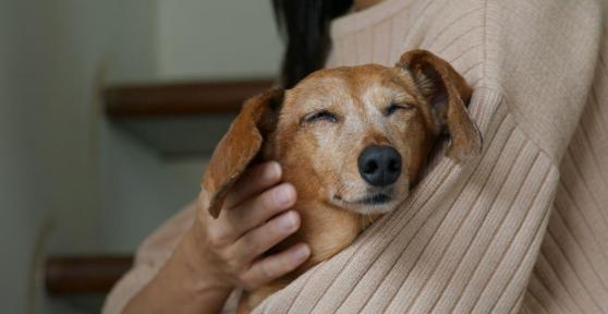 Luto pelo pet: como se despedir do seu melhor amigo