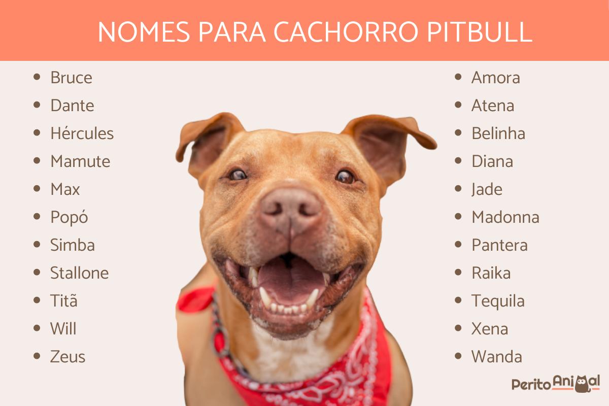 Nomes para cachorros Pit Bull