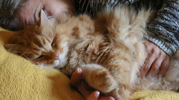 Luto pelo pet: como se despedir do seu melhor amigo - O reconhecimento social da dor: não é “apenas um animal”