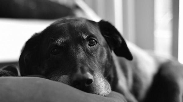 Luto pelo pet: como se despedir do seu melhor amigo - Rituais de despedida: como estamos transformando o luto por um animal