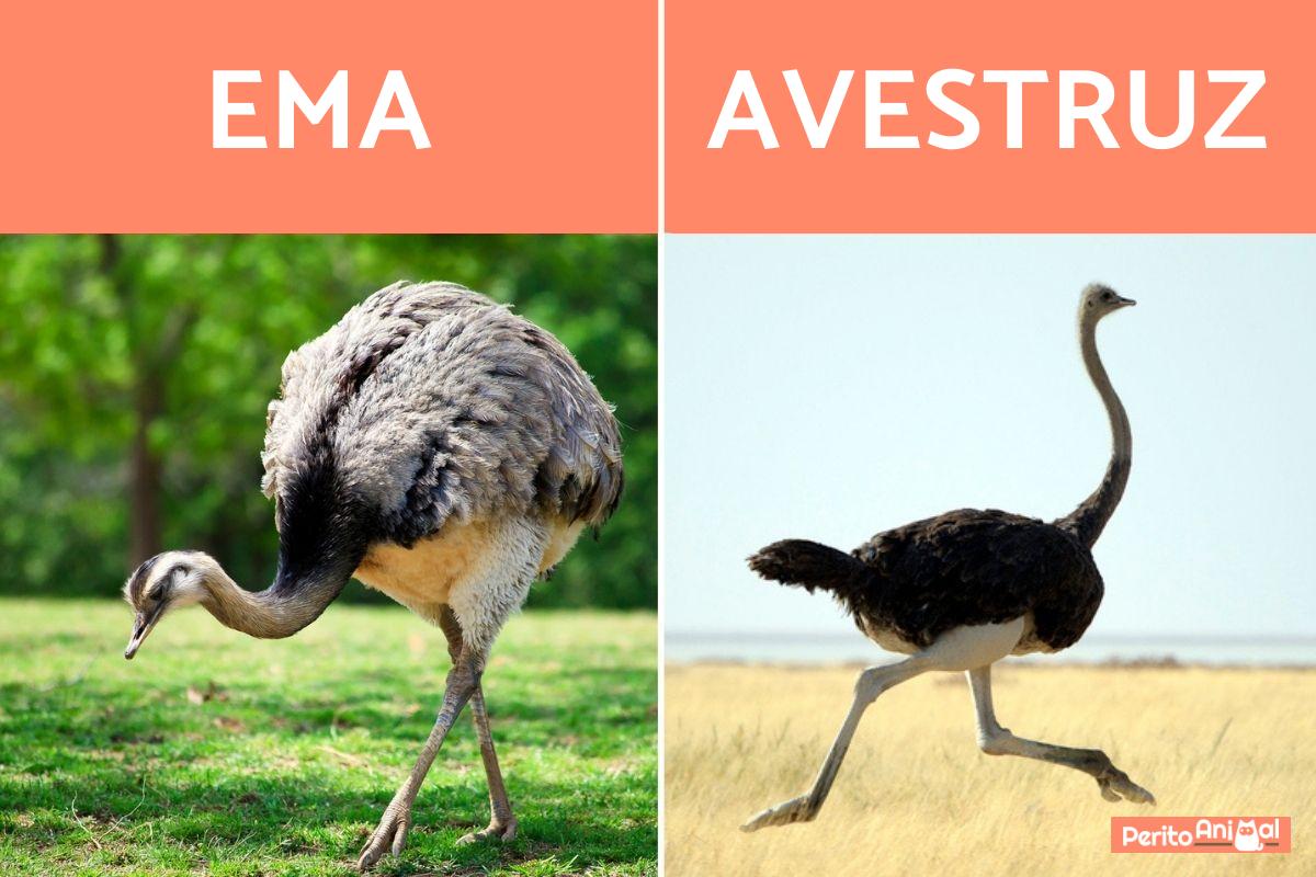 Diferenças entre ema e avestruz