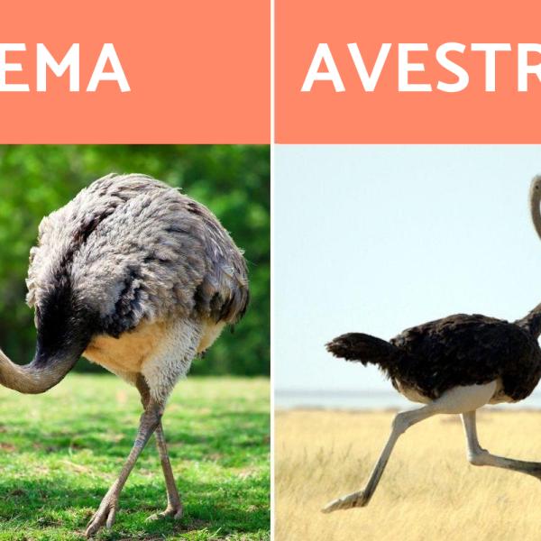 Diferenas Entre Avestruz Ema E Rhea Caractersticas E Habitat Das Aves