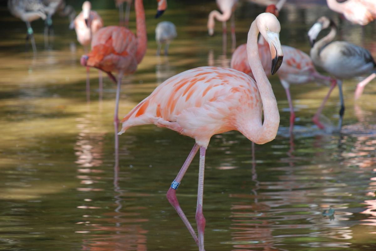 Por que os flamingos ficam parados em uma perna só?