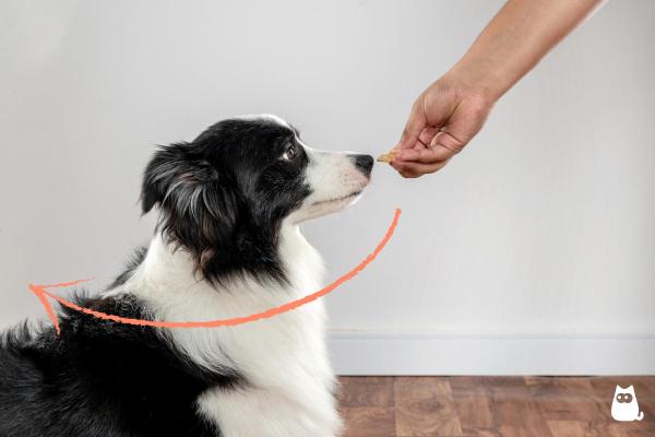 Como ensinar o cachorro a fingir de morto - 2. Guie o cachorro usando um petisco