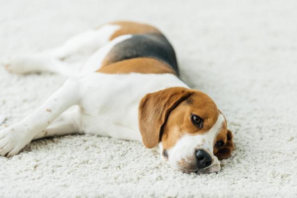 Como ensinar o cachorro a fingir de morto