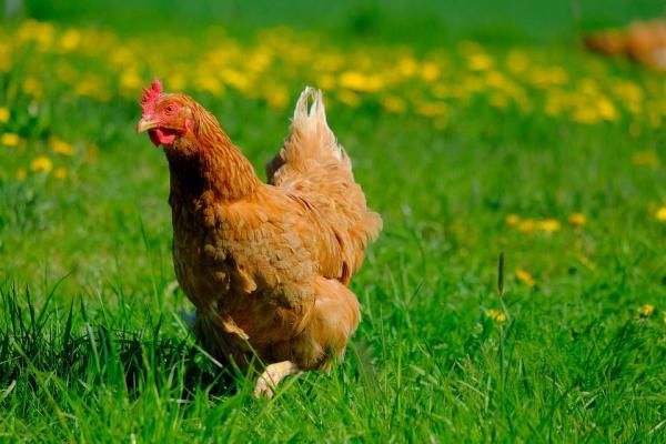 Os animais pensam? - Os animais pensam?
