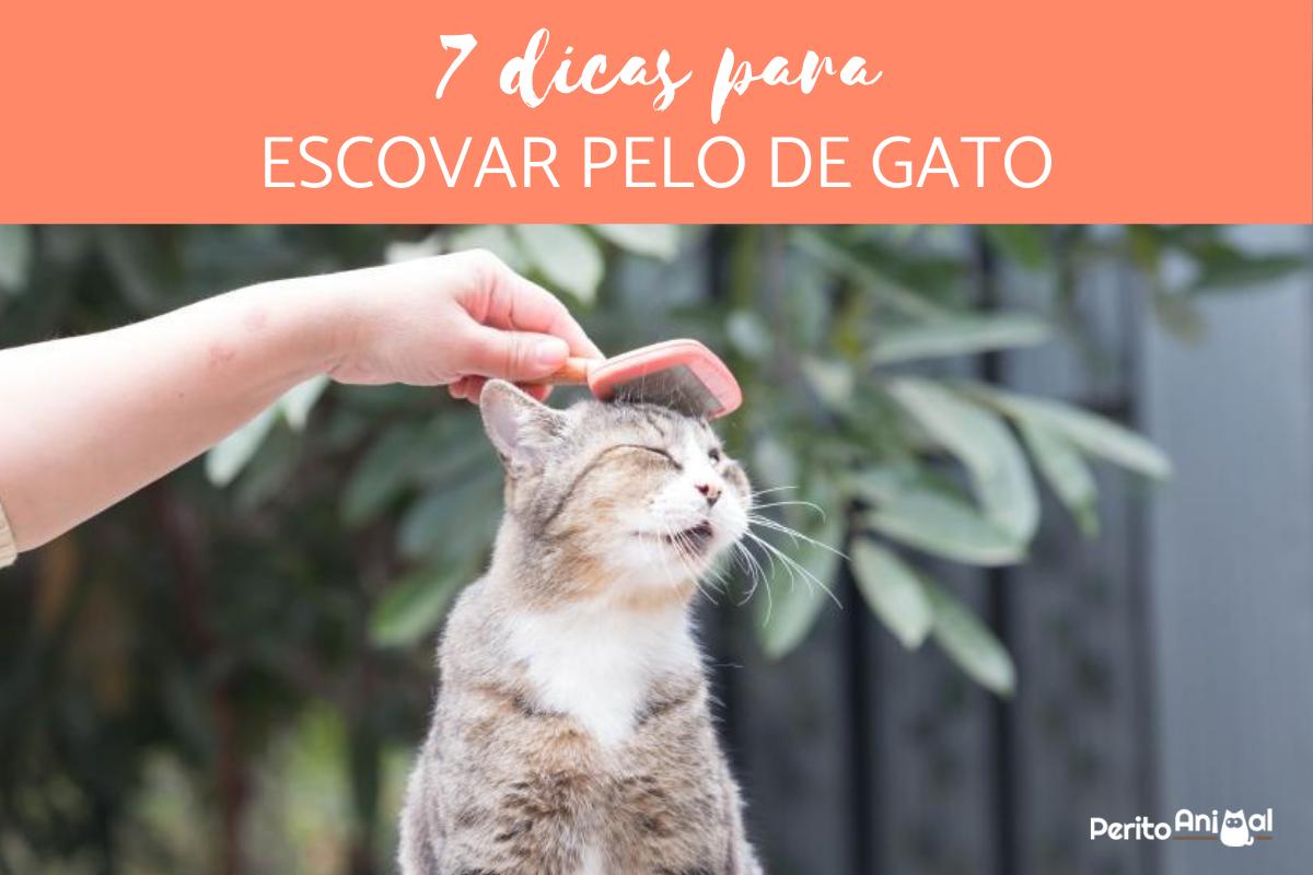 Como escovar pelo de gato