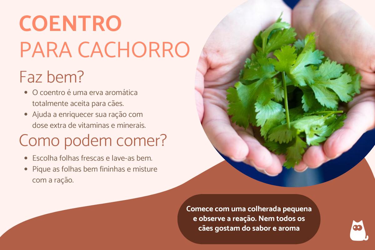 Cachorro pode comer coentro?
