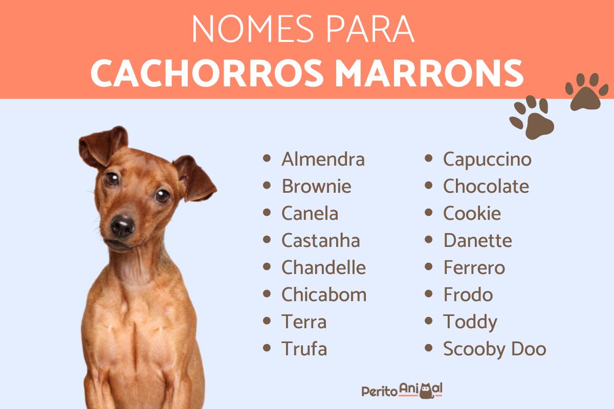 Nomes para cachorros marrons