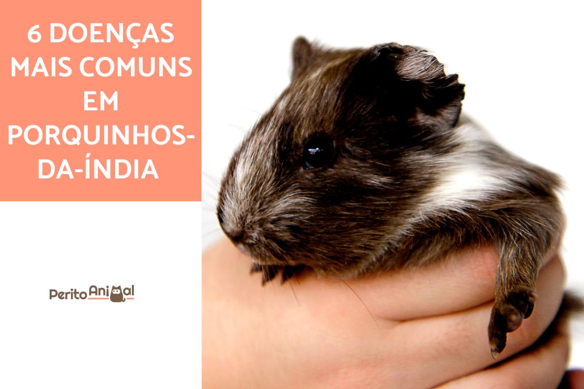 Doenças comuns do porquinho da Índia