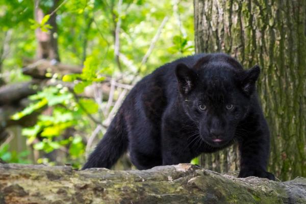 Qual a classificação da pantera negra? - O que a pantera negra come?