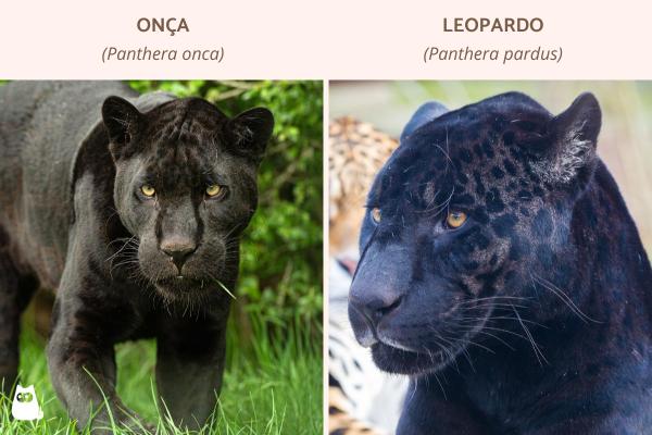 Qual a classificação da pantera negra? - O que é uma pantera negra?